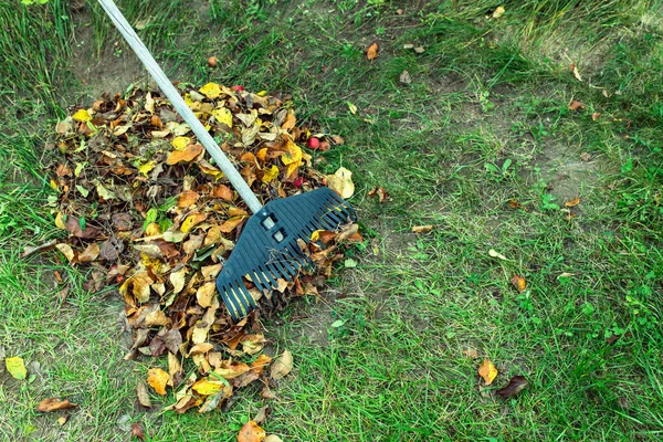 Limpieza de hojas de otoño en el jardín con un rastrillo de plástico. Concepto de preparación para el invierno y el compostaje. —  Fotos de Stock