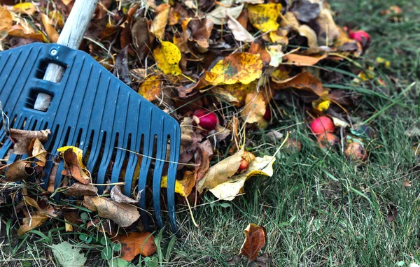 Pulire le foglie autunnali in giardino con un rastrello di plastica. Concetto di preparazione all'inverno e al compostaggio. — Foto Stock