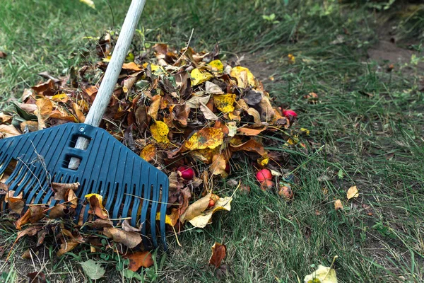 Bahçedeki sonbahar yapraklarını plastik bir tırmıkla temizliyorum. Kış ve gübreleme hazırlığı kavramı