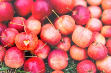 Birçok olgun kırmızı yaban elmasının arka planında, bir Apple 'ın üzerinde bir kalp var.