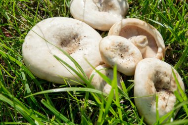 Beyaz Lactarius resimus mantar türü Lactarius ailesi Russulaceae. Mantarlar yeşil çimlerin üzerinde yatıyor.