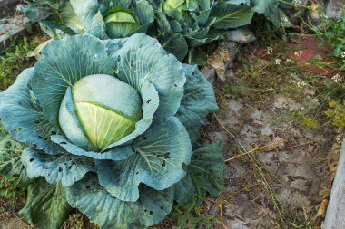 Bahçede beyaz lahana. Tarım ve hasat kavramı