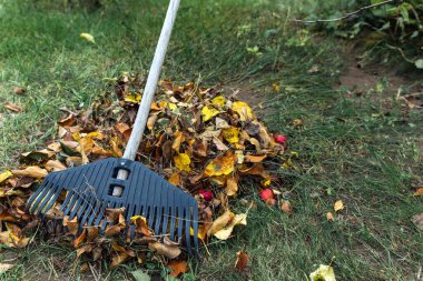 Bahçedeki sonbahar yapraklarını plastik bir tırmıkla temizliyorum. Kış ve gübreleme hazırlığı kavramı