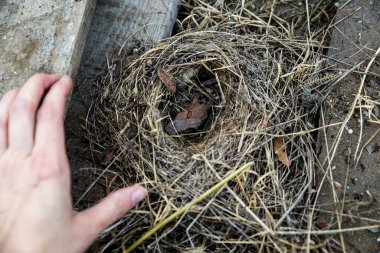Caddedeki çimden yapılmış fare yuvası.