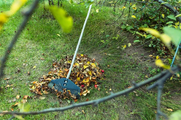 Pulire Foglie Autunnali Giardino Con Rastrello Plastica Concetto Preparazione All — Foto Stock