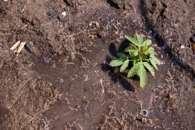 Yağmurdan sonra bir damla su ile kenevir çalısı. Genç bir kenevir marihuana çalısı topraktan çıkıyor. Metin için boşluk. Yukarıdan görünüşü.