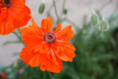 Çiçek açan kırmızı gelincik çiçeği. Bahçe arka planında büyük bir çiçek