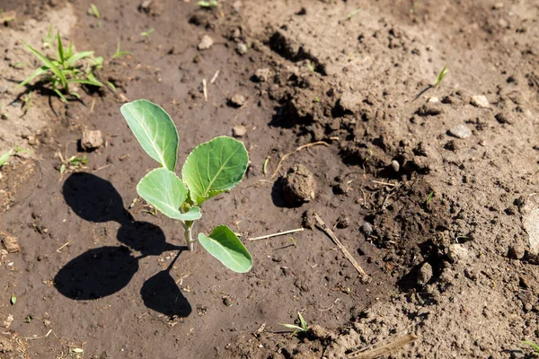 Brotes Jóvenes Plántulas Col Jardín Jardín Con Los Brotes Jóvenes — Foto de Stock