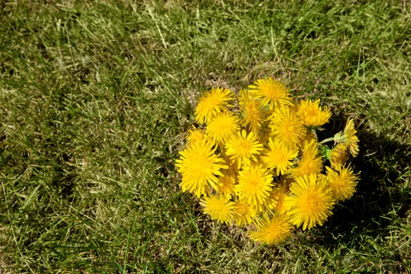 一束黄色的蒲公英在绿草的背景上 从上往下看春夏背景 — 图库照片