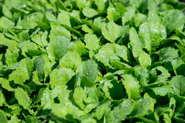 Mostarda Folhas Alface Cresce Primavera Como Verdes Vitamina Salada Verde — Fotografia de Stock