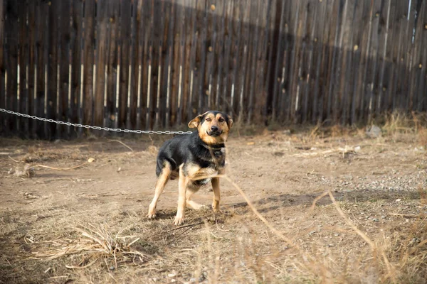 Stor Hund Kedja Bakgrunden Staketet Begreppet Områdesskydd Stor Brun Och — Stockfoto