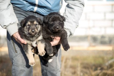 Bir adam elinde iki küçük tüylü köpek yavrusu tutuyor. Köpekler bir aylık, siyah ve kahverengi renkli. Evcil hayvan konsepti. Yakın plan fotoğraf.