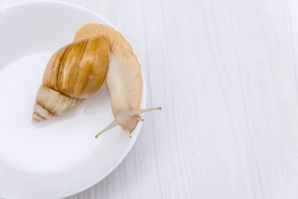 Escargot Achatina Fulica Rampe Sur Une Assiette Vue Haut — Photo