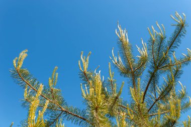 Güneşli bir günde mavi gökyüzüne karşı yeşil yeni çam filizleniyor. Yaz ya da bahar sezonu için arka plan. Mesaj için yer var. Kozalaklı ağaçların yeşil iğneleri.