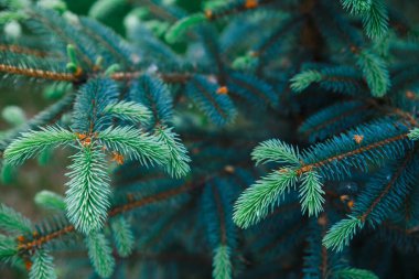 Mavi ladin yavruları. Bahar kozalaklı arka plan. Kozalaklı dallar yakın plan.