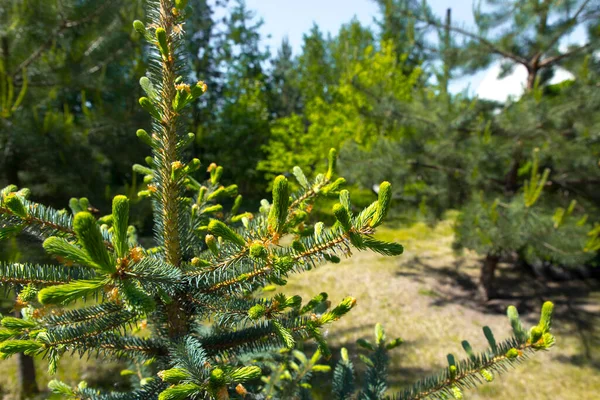 Jeune épinette bleue sur fond de forêt, taïga, parc. Fond de résineux printanier. Gros plan sur les branches de conifères. — Photo