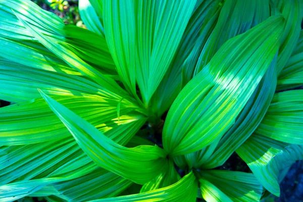 Mooie groene bladeren voor een abstracte achtergrond. Veratrum, Valse Hellebore textuur close-up. — Stockfoto