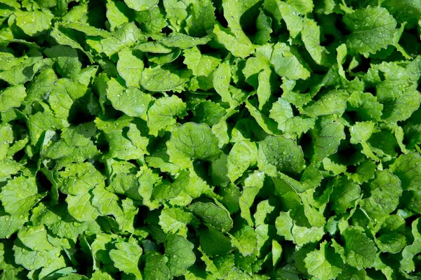 Salada jovem no jardim. A mostarda de folhas de alface cresce-se na primavera como verdes de vitamina. Salada verde vista superior. Conceito de agricultura. Fundo natural verde. — Fotografia de Stock