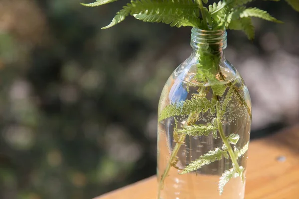 Hojas y tallos de helecho en una botella de jarrón transparente en el fondo de un jardín verde. Botella con agua y hojas y burbujas de aire en las hojas. Enfoque suave, primer plano. — Foto de Stock