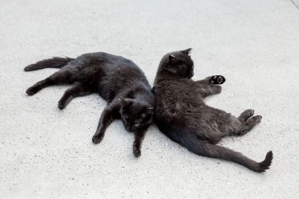 Chat noir. Deux chats noirs dorment dos à dos sur la chaussée en béton à l'extérieur. — Photo