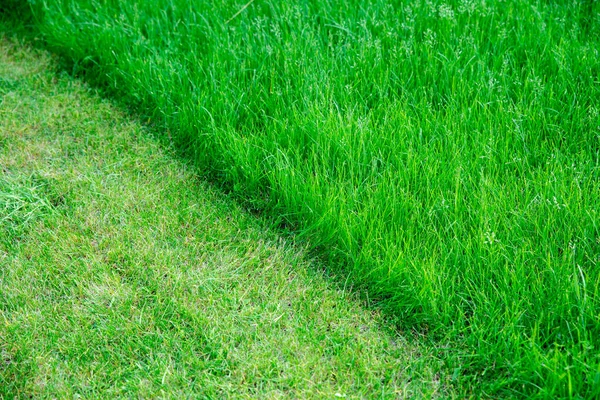 Pelouse partiellement coupée. Herbe verte fraîche. Différence entre la pelouse ou le champ de jardin parfaitement tondu et coupé pour les sports et l'herbe longue non coupée. Pelouse, tapis, pelouse naturelle bordée de vert. — Photo