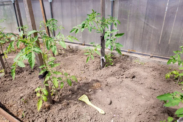 Tomaten kweken. Tomatenzaailingen in de kas Stockafbeelding