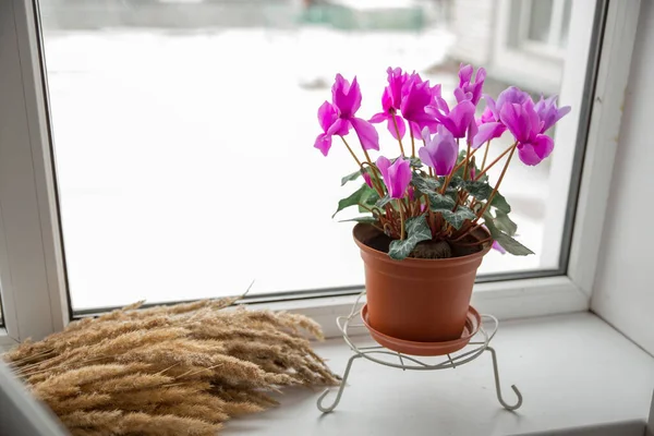 Pencere kenarındaki kahverengi bir tencerede duran güzel pembe bir siklamen çiçeği. Bahçıvanlık bir hobidir.