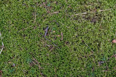 Orman yeşili doğal arka plan. Orman yeşili sphagnum yosununun üst görüntüsü.