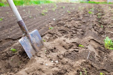 Kara toprak toprağında bahçe küreği. Çiftçilik, bahçıvanlık, tarım. İşçi sebze bahçesinde kürekle kara toprağı kazıyor. Ekmeden önce toprağı kazmak.