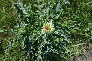 Yeşil bir çayırın arka planında işlenmemiş devedikeni çiçeği. Doğal ekolojik şifalı bitkiler. Doğal yeşil arkaplan