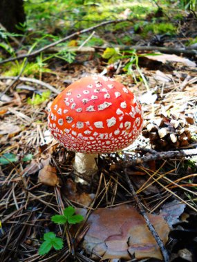 Fly Agaric ormanda yetişir. Genç zehirli amanita, yosun çam yaprakları ve iğneleriyle büyüyor. Yakın plan.