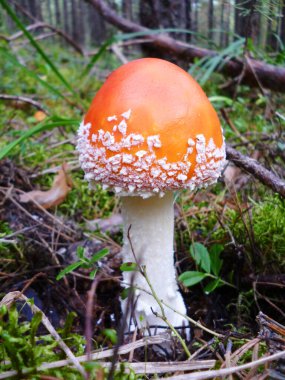 Fly Agaric ormanda yetişir. Genç zehirli amanita, yosun çam yaprakları ve iğneleriyle büyüyor. Yakın plan.