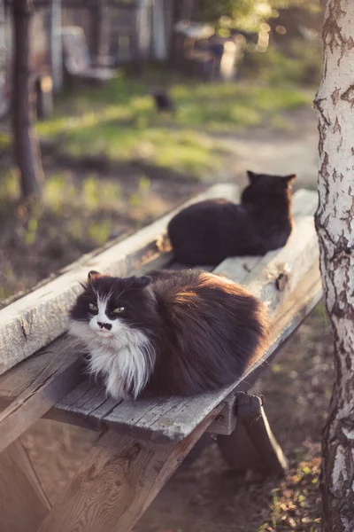 고양이들은 정원의 벤치에 있습니다 고양이 — 스톡 사진