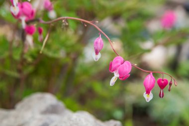 Kalp şeklinde pembe bir bahar çiçeği gibi. Lamprocapnos spectabilis ve Dicentra spectabilis. Haşhaş ailesi. Ebedi bahar bahçesi bitkileri