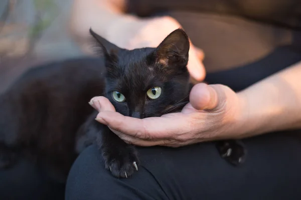 Gato Negro Está Sentado Regazo Nariz Enterrada Palma Mujer Concepto — Foto de Stock