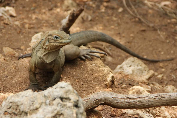 Large Brown Lizard Waran Concept Wild Dangerous Reptiles Close — Stock Photo, Image