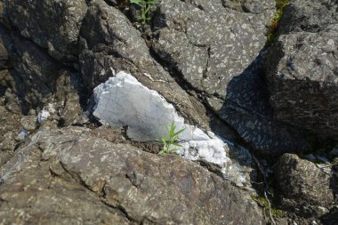 Kuvars damarı. Kayanın bileşimindeki kaya oluşumu mineralleri. Doğal taşın dokusu