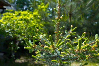 Mavi ladin yavruları. Bahar kozalaklı arka plan. Kozalaklı dallar yakın plan