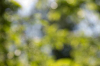 Bahçenin ve güneş ışığının yeşil bulanık arkaplanı. Bahar-yaz sezonu veya yeşil kavram fikirleri.