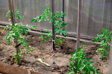 Domates yetiştiriyorum. Serada domates fideleri.