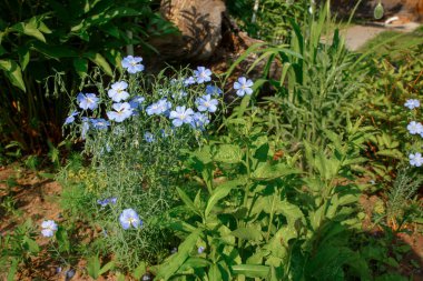 Bahar çiçekleri açıyor. Narin mavi çiçekler. Yeşil bahar ve yaz arkaplanı
