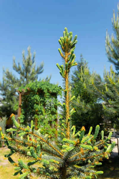 Sommet Sapin Vert Contre Ciel Bleu Les Conifères Printemps Fond — Photo