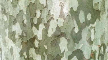 Çınar ağacının yüzeyi doku arkaplanı ya da arkaplan olarak. Platanus oksidentalis ağaç kabuğu dokusu yakın çekim. Ağaç kabuğu döküyor. Şablon askeri kamuflaj modeline benziyor.