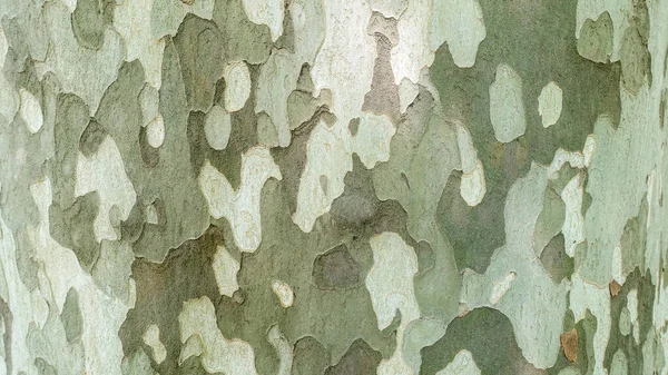 Oppervlakte Van Sycamore Boom Als Textuur Achtergrond Achtergrond Platanus Occidentalis Stockfoto