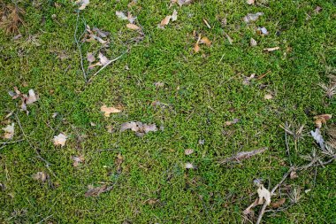 Orman yeşili doğal arka plan. Orman yeşili sphagnum yosununun üst görüntüsü