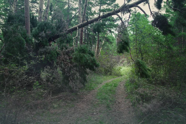 松林の中の田舎道 暗い森の厚さ 自然景観 — ストック写真