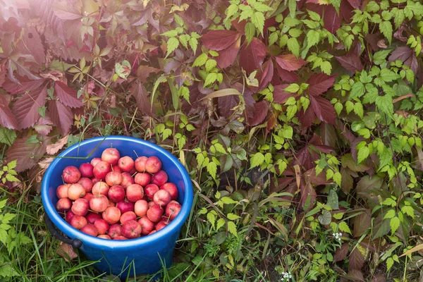 Harvest. Bucket of freshly picked crab apples. The bucket stands on the bright green grass against the bright autumn foliage. Space for text.