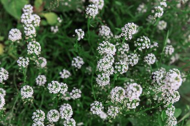 Alyssum 'un beyaz çiçekleri. Doğal çiçek geçmişi var. Yumuşak odak