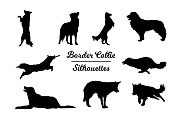Siluetas Para Perros Border Collie Esquema Blanco Negro — Vector de stock