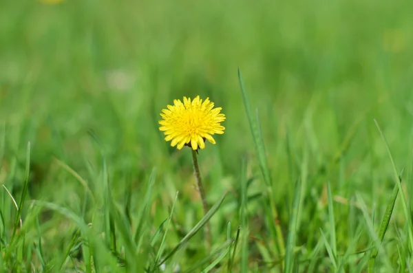 Çimlerin üzerinde karahindiba — Stok fotoğraf